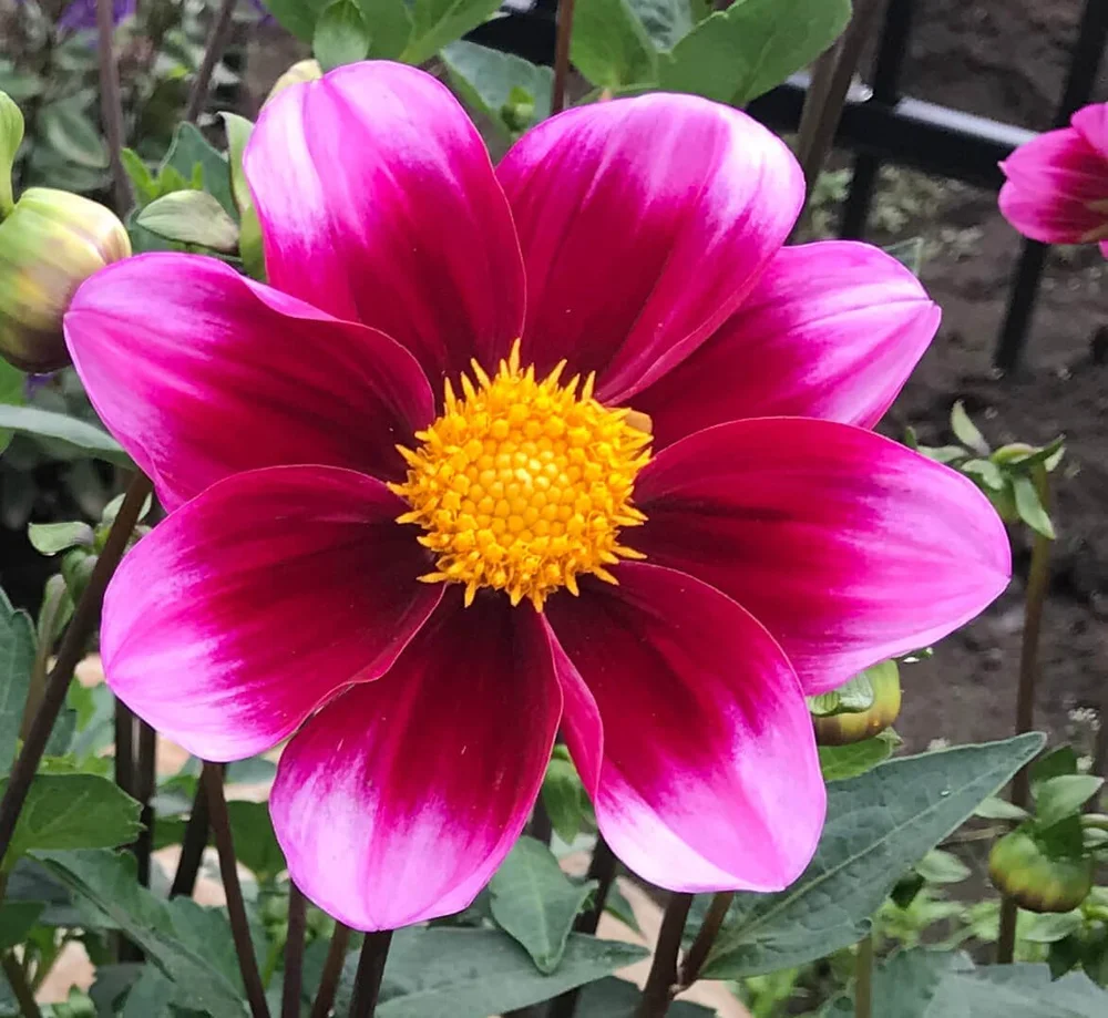 Dahlia 'Bashful' — Northwest Blooms